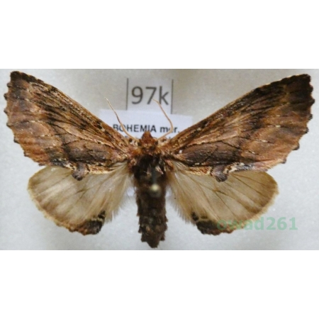 Ptilodon capucina (Linnaeus, 1758) male Wiechetka wielbłądka Czech97k